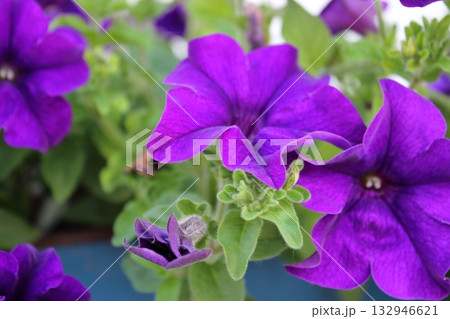Purple petunias in blue flower box on white background 132946621