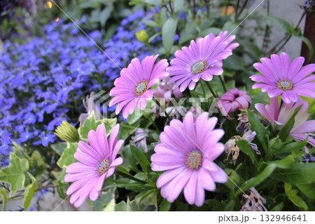 Pink daisies and blue flowers in garden composition 132946641