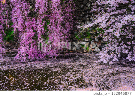 【諏訪高島城】お掘りの花筏と枝垂れ桜【諏訪市】 132946877
