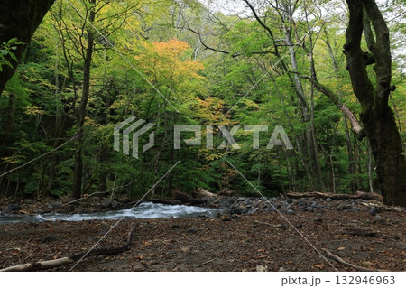奥入瀬渓流 132946963