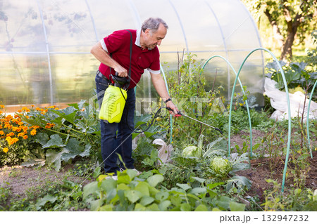 Male farmer spraying his garden with insecticides from spray bottle 132947232