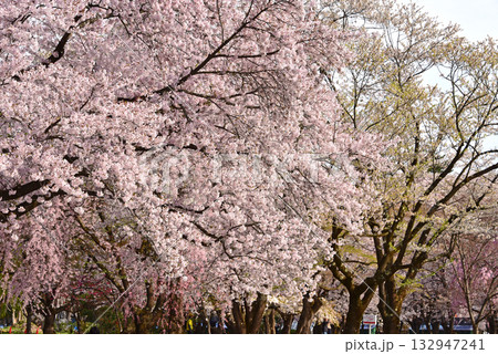 弘前公園 日本一の桜 弘前公園 日本一の桜 132947241