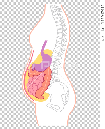 內臟下垂:內臟器官下垂的一種狀況 內臟下垂:內臟器官下垂的一種狀況 132947412