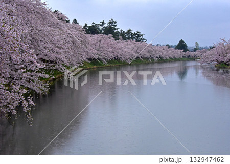 弘前公園 ライトアップの桜並木 弘前公園 ライトアップの桜並木 132947462
