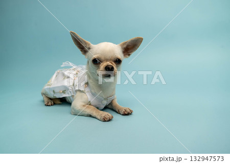 Small dog wearing a cute dress lies on a light blue background, showcasing its playful demeanor and adorable features in a charming pet portrait Small dog wearing a cute dress lies on a light blue background, showcasing its playful demeanor and adorable features in a charming pet portrait 132947573