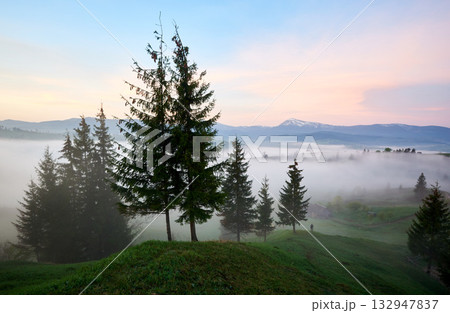 Misty morning in lush green valley. Tall pine trees stand prominently in foreground, while distant landscape veiled in soft fog. Sky painted with delicate hues of pink and blue as sun rises. 132947837