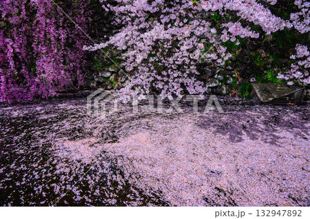 【諏訪高島城】お掘りの花筏【諏訪市】 132947892