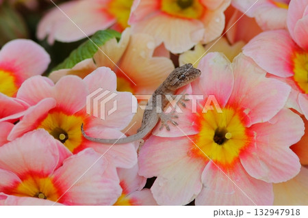 花とあかちゃんヤモリ 花とあかちゃんヤモリ 132947918