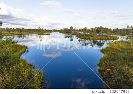 Scenic Wetland Landscape of Kemeri Bog, Latvia with Sphagnum Moss and Pines Scenic Wetland Landscape of Kemeri Bog, Latvia with Sphagnum Moss and Pines 132947995