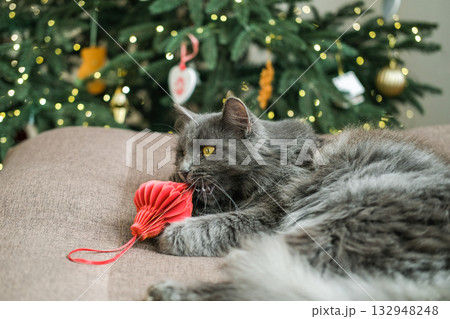 Fluffy gray cat with yellow eyes chews on red pleated Christmas ornament while lying on sofa on decorated Christmas tree background 132948248