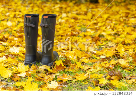 Rubber boots standing in yellow autumn leaves 132948314