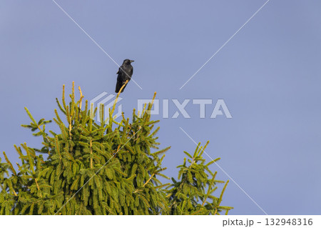 Black crow perched on top of a spruce tree Black crow perched on top of a spruce tree 132948316