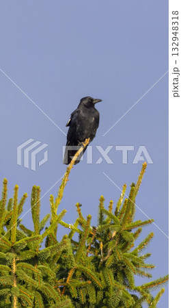 Black crow perched on a spruce tree branch 132948318