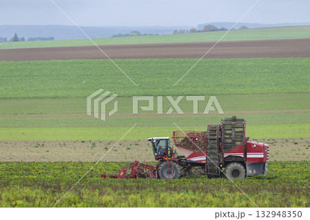 Sugar beet harvester working in Vert Toulon field Sugar beet harvester working in Vert Toulon field 132948350