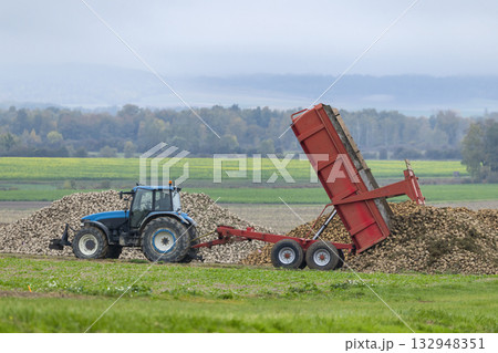 Tractor unloading sugar beet harvest in Vert Toulon, France Tractor unloading sugar beet harvest in Vert Toulon, France 132948351