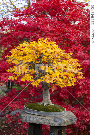 Autumn bonsai tree displaying vibrant yellow and red foliage in Prague 132948459