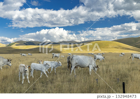 White herd grazing in Norcia, Umbria countryside 132948473