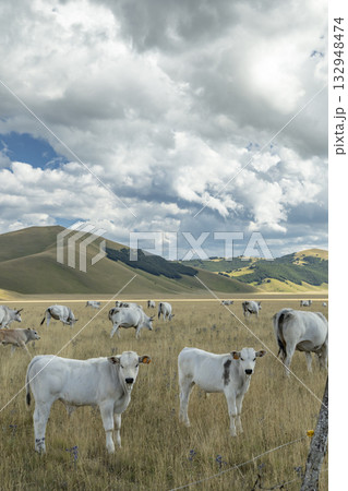White cows grazing in Castelluccio valley farmland 132948474