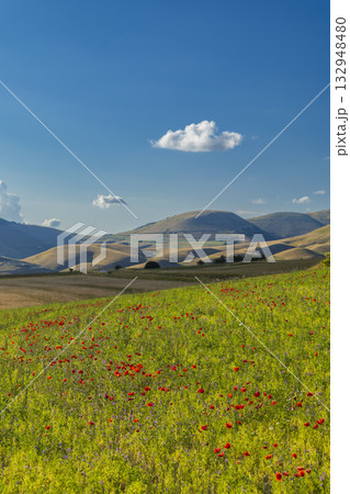 Castelluccio di Norcia poppies blooming in Umbria landscape Castelluccio di Norcia poppies blooming in Umbria landscape 132948480