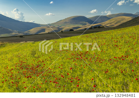 Castelluccio di Norcia flowering landscape showing poppies Castelluccio di Norcia flowering landscape showing poppies 132948481