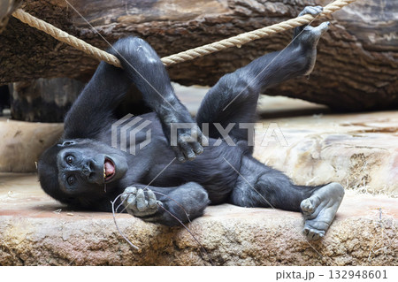 Young gorilla playing on rope in Prague zoo 132948601