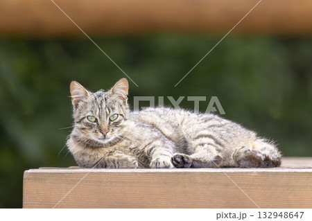 Tabby cat relaxing on wooden surface outdoor 132948647