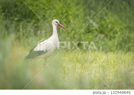 White stork standing in green meadow in Poland 132948648