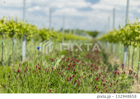 Blue flower standing out in Ivan vineyard field 132948658