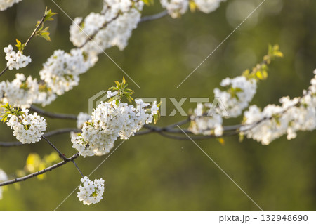 White cherry blossom flowers blooming on a tree branch White cherry blossom flowers blooming on a tree branch 132948690