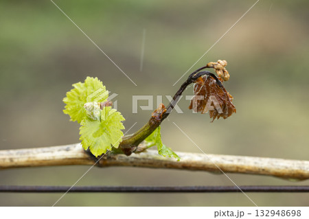Vine shoot showing new growth and old leaves Vine shoot showing new growth and old leaves 132948698