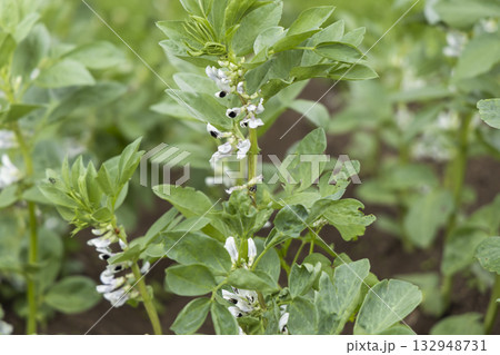Broad bean plants blooming in Zuberec field Broad bean plants blooming in Zuberec field 132948731