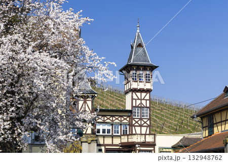 Ribeauville half timbered building with towering spire and blooming spring tree Ribeauville half timbered building with towering spire and blooming spring tree 132948762