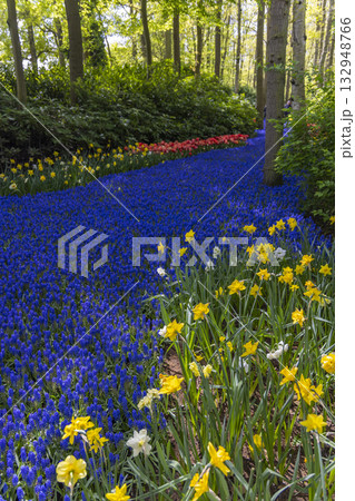 Blue muscari river flowing through a spring garden in Keukenhof 132948766
