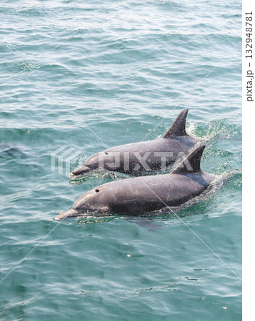 並んで泳ぐ二頭のイルカ 132948781