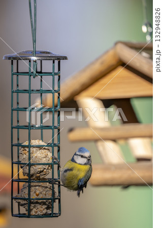 Blue tit feeding on fat ball feeder in Podmoli 132948826