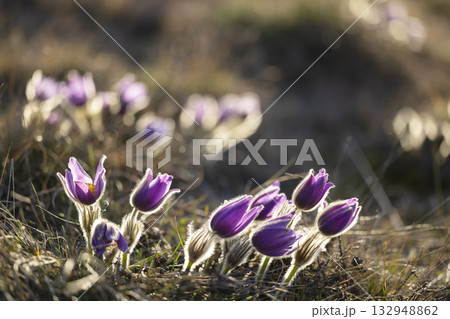 Wild pasque flowers receiving warm spring evening sun Wild pasque flowers receiving warm spring evening sun 132948862
