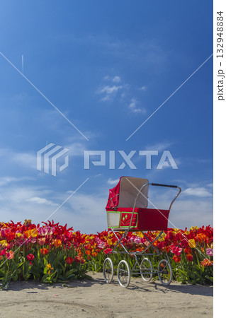 Vintage baby carriage in colorful Hillegom tulip fields 132948884
