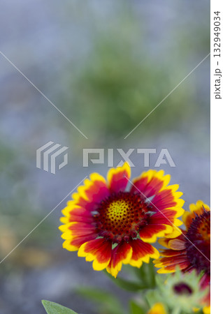 Bright red and yellow gaillardia flower blooming 132949034