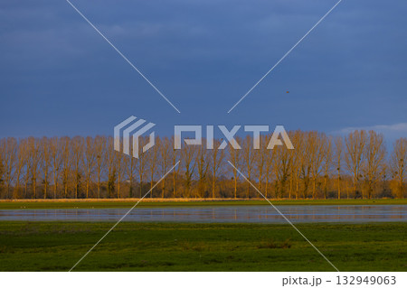 Trees by wet field reflecting golden hour light Trees by wet field reflecting golden hour light 132949063