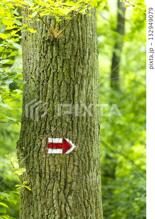Red and white hiking arrow marking a path on a tree 132949079