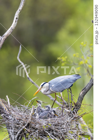 Grey heron feeding chicks in nest, wild nature family bonding Grey heron feeding chicks in nest, wild nature family bonding 132949090