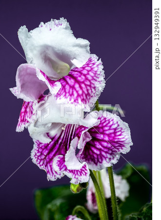 Vivid Purple and White Streptocarpus Blooms Against a Solid Violet Backdrop 132949391
