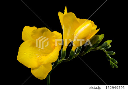 Vibrant Yellow Freesia Flowers and Buds on Black Backdrop Vibrant Yellow Freesia Flowers and Buds on Black Backdrop 132949393