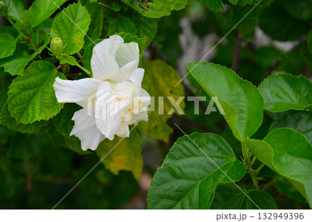 クチナシ 132949396