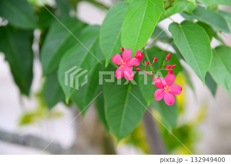 トロピカルフラワー　テイキンザクラ 132949400