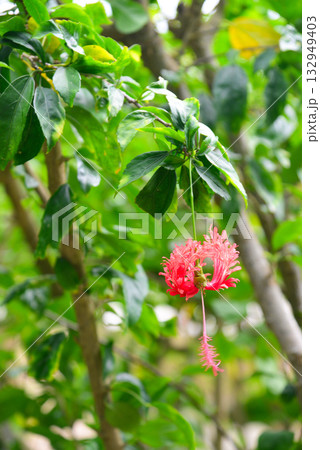 トロピカルフラワー フウリンブッソウゲ トロピカルフラワー フウリンブッソウゲ 132949403