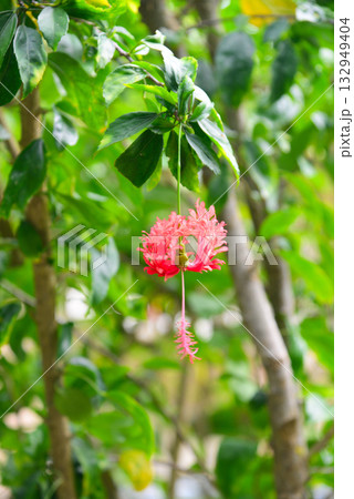 トロピカルフラワー　フウリンブッソウゲ 132949404