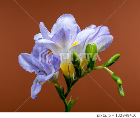 Soft Lavender Freesia Flowers and Buds on Warm Brown Background Soft Lavender Freesia Flowers and Buds on Warm Brown Background 132949410