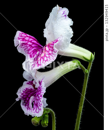 Purple and White Streptocarpus Flower Close-Up Purple and White Streptocarpus Flower Close-Up 132949415