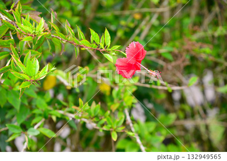 トロピカルフラワー　ハイビスカス 132949565